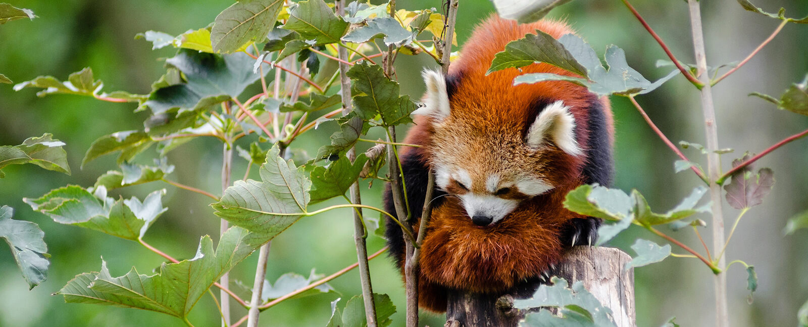 A red panda